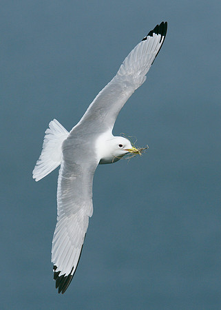 Kittiwake Rissa tridactyla