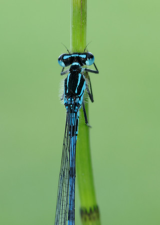 Variable Damselfly Coenagrion pulchellum