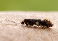 12.037 BF228 Monopis weaverella