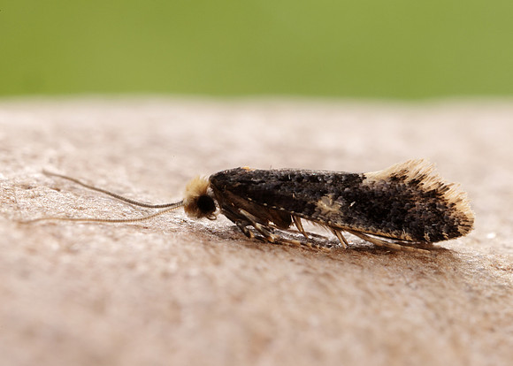 12.037 BF228 Monopis weaverella