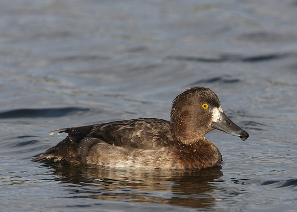 Tufted Duck Aythya fuligula