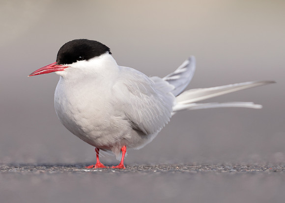 Arctic Tern Sterna paradisaea
