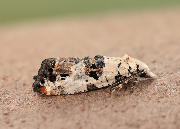 49.094 BF923 Phtheochroa sodaliana