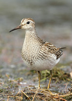 Pectoral Sandpiper Calidris melanotos