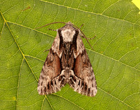 73.110 BF2320 Saxon Hyppa rectilinea