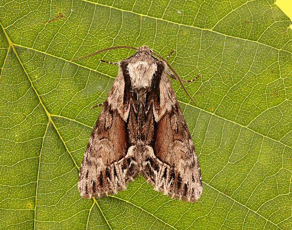 73.110 BF2320  Saxon Hyppa rectilinea