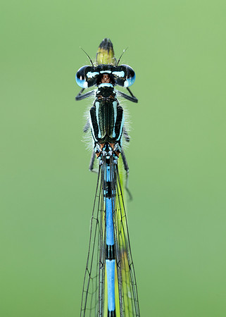 Variable Damselfly Coenagrion pulchellum