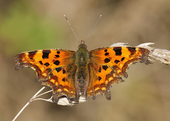 Comma Polygonia c-album