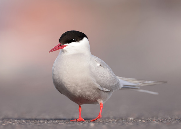 Arctic Tern Sterna paradisaea