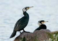 Cormorant Phalocrocorax carbo