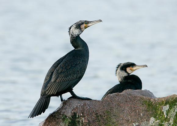 Cormorant Phalocrocorax carbo