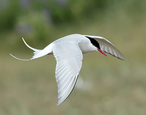 Arctic Tern Sterna paradisaea