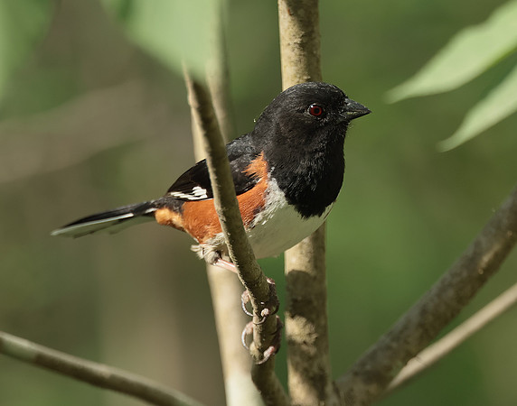 Eastern Towhee Pipilo erythrophthalmus