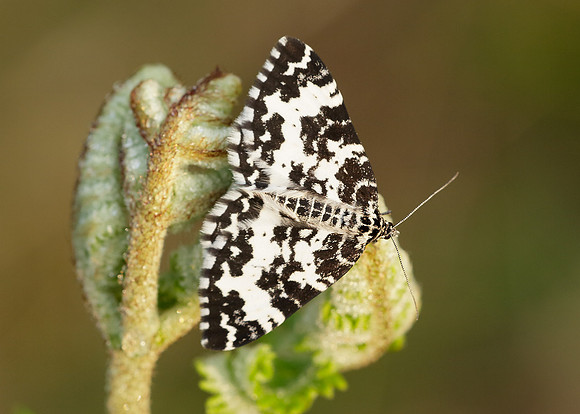 70.120 BF1787 Argent & Sable Rheumaptera hastata hastata