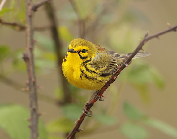 Prairie Warbler Setophaga discolor