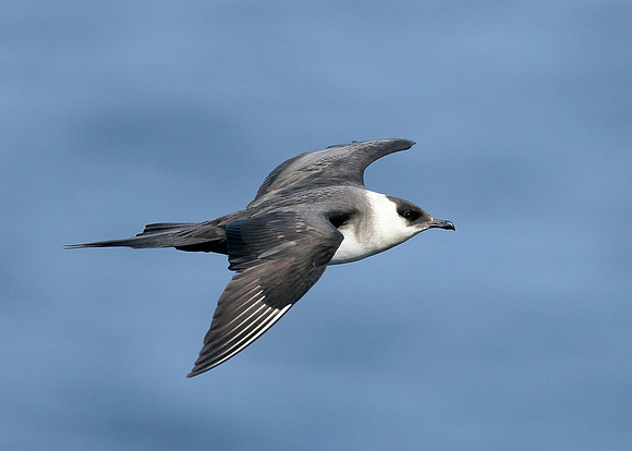 Arctic Skua Stercorarius parasiticus