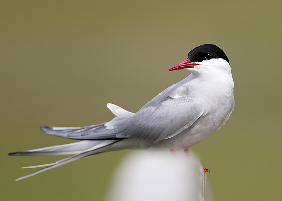 Arctic Tern Sterna paradisaea