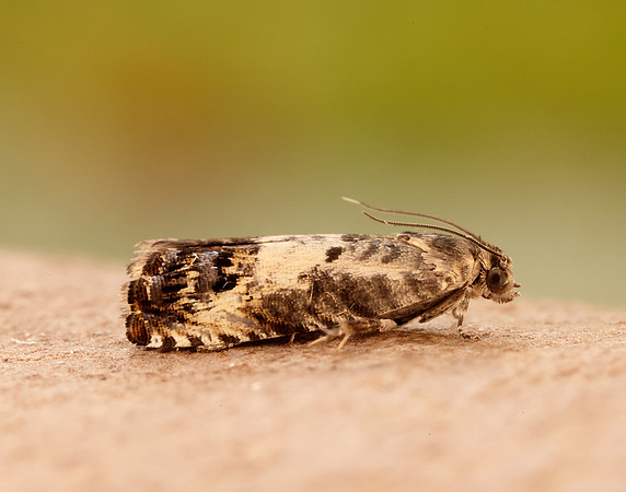 49.367 BF1236 Pammene fasciana