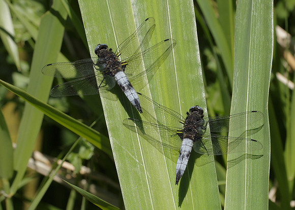 Scarce Chaser Libellula fulva