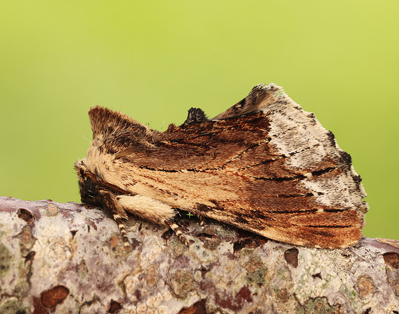 71.022 BF2009 Maple Prominent Ptilodon cucullina