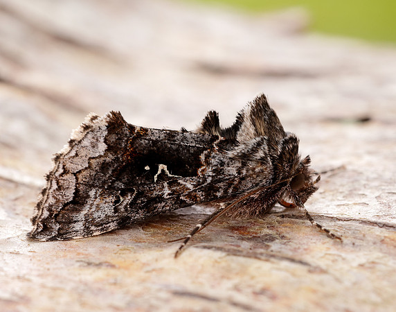 73.021 BF2447 Scarce Silver Y Syngrapha interrogationis
