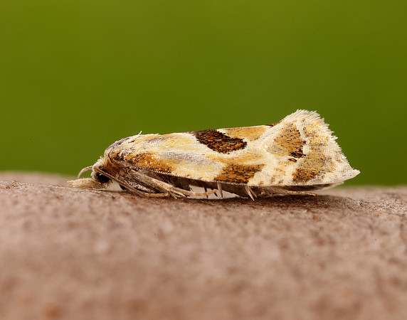 49.128 BF946 Aethes rubigana