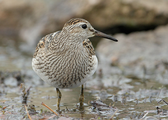 Pectoral Sandpiper Calidris melanotos