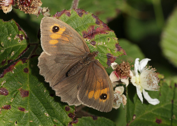 Meadow Brown Maniola jurtina