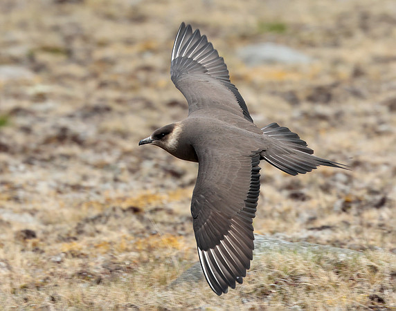 Arctic Skua Stercorarius parasiticus