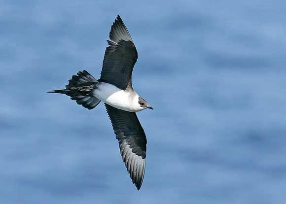 Arctic Skua Stercorarius parasiticus