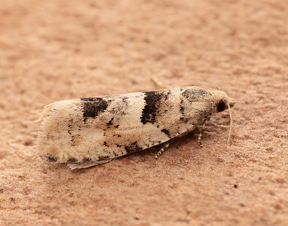 49.254 BF1133 Epinotia bilunana