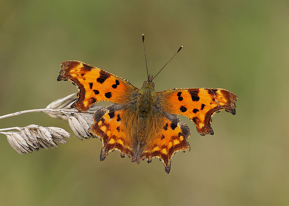 Comma Polygonia c-album