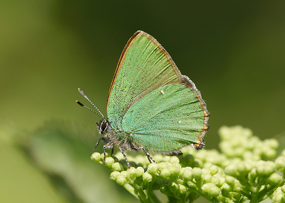 Green Hairstreak Callophrys rubi