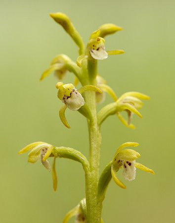 Coralroot Orchid Corallorhiza trifida