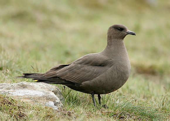 Arctic Skua Stercorarius parasiticus