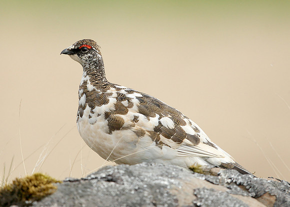 Ptarmigan Lagopus mutus