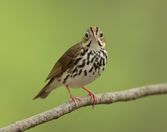 Ovenbird Seiurus aurocapilla