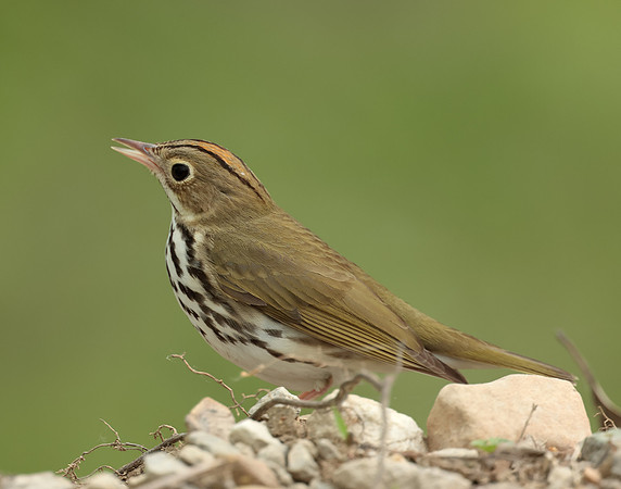 Ovenbird Seiurus aurocapilla