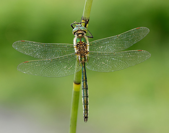Brilliant Emerald Somatochlora metallica