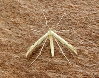 45.043 BF1517 Hemp-agrimony Plume Adaina microdactyla