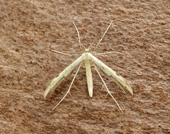 45.043 BF1517 Hemp-agrimony Plume Adaina microdactyla