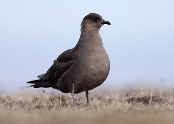 Arctic Skua Stercorarius parasiticus