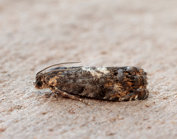 49.365 BF1229 Pammene albuginana