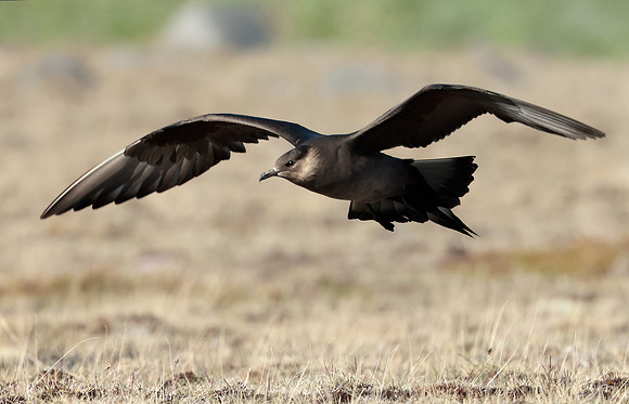 Arctic Skua Stercorarius parasiticus