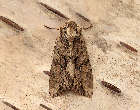 73.162 BF2321 Dark Arches Apamea monoglypha