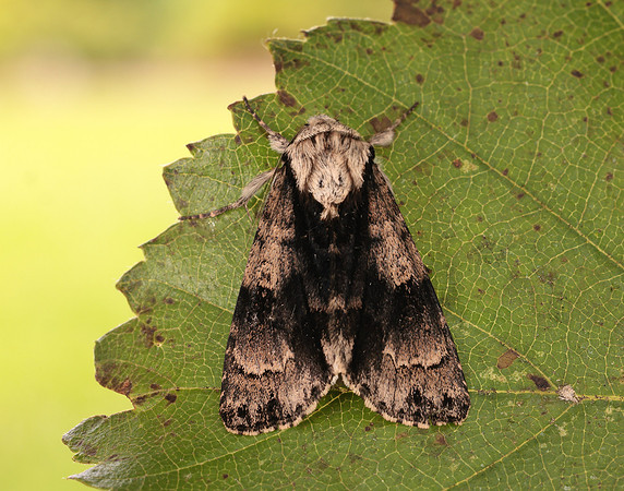 73.036 BF2281 Alder Moth Acronicta alni
