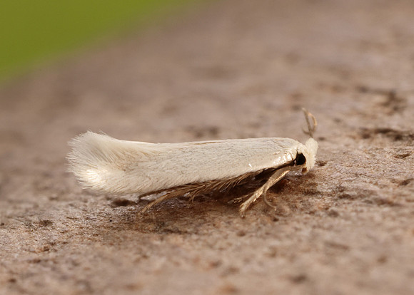 5.001 BF119 Opostega salaciella