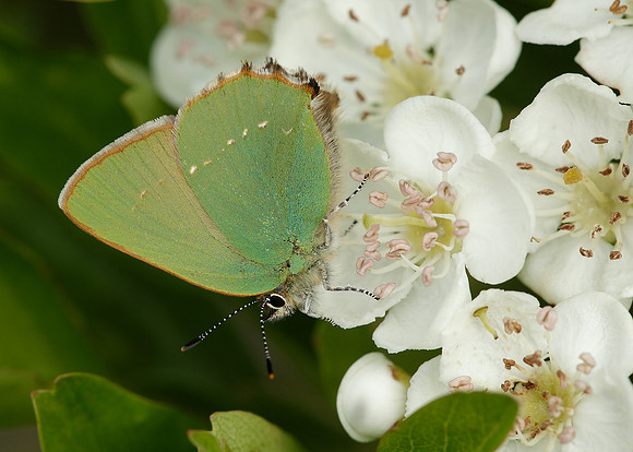 Green Hairstreak Callophrys rubi