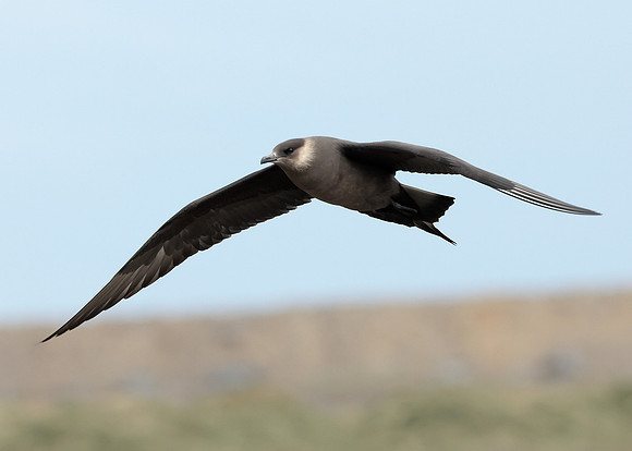 Arctic Skua Stercorarius parasiticus