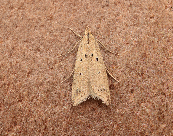35.029 BF867 Brachmia inornatella